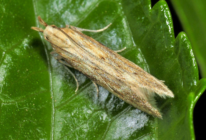 5 Gelechiidae - Metzneria lappella